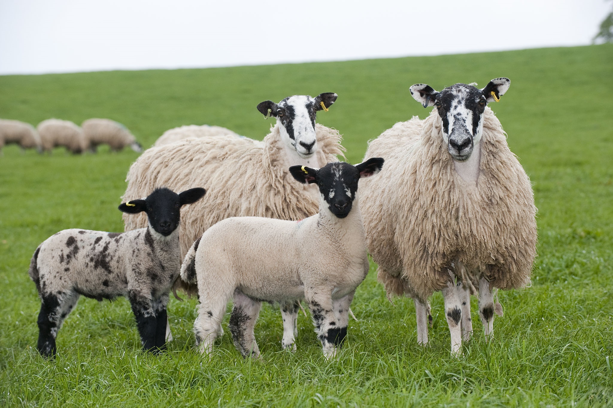 a group of sheep stand in a field